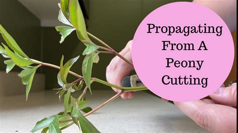 Experiment 🌱propagating A Peony Plant From A Cutting🌱 Youtube