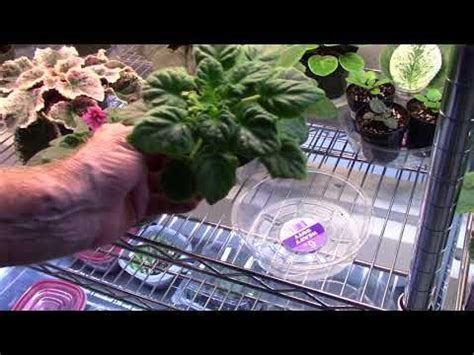 When rooting leaves, use leaves from the. African Violets............curling leaves, mistakes I made ...