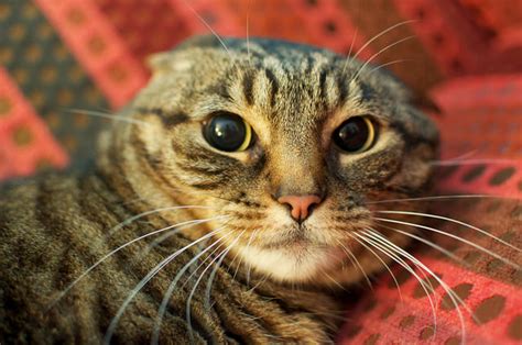 6 Signs Your Cat Is Angry