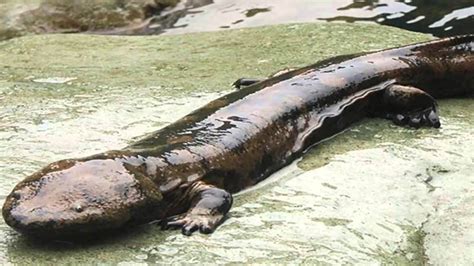 Las salamandras gigantes en peligro de extinción por ser alimento de