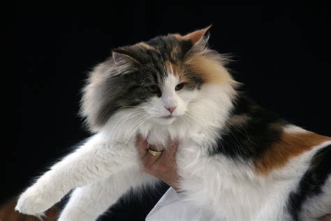 Norwegian Forest Cat Calico Tortie And White A Cat At A