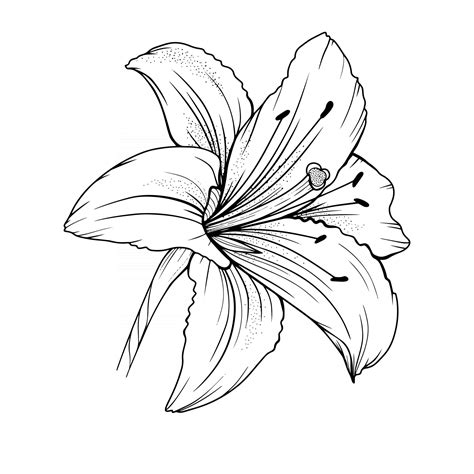 Download The Lily Flower Outline Lilies Line Art Line Drawing 3325136