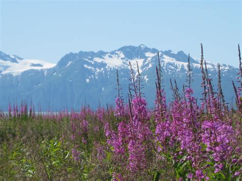 Valdez, Alaska: A Local's Guide to the Sights and Wildlife