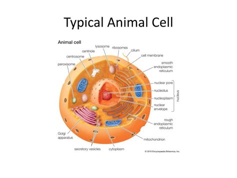 How big is a somatic cell? PPT - Introduction to Synthetic Biology PowerPoint ...