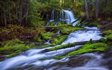 Fast Mountain River Waterfall Pine Forest Fallen Trees And Green Moss