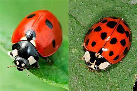 8 Top Difference Between Ladybug And Asian Beetle With Similarities