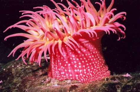 Cnidaria - Circulatory System