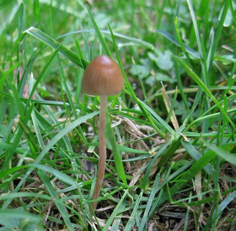 Psilocybe Semilanceata Liberty Caps Mushroom Hunting