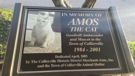 In Memory Of Amos The Cat Memphis