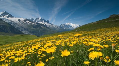 Mountain Field With Yellow Flowers Sky Clouds Hd