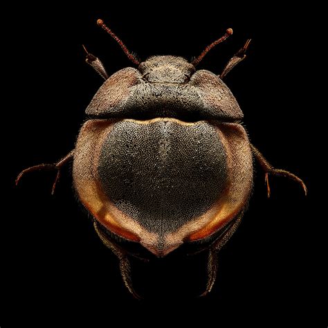 Microsculpture: Incredibly detailed macro insect photographs reveal ...