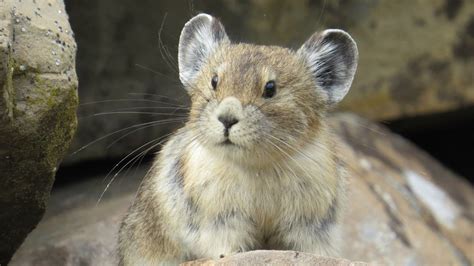 Adorable American Pika Is Fast Disappearing And Were Doing Nothing To
