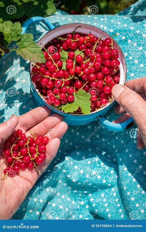 Anonymous Senior Woman In Her Garden And Homegrown Redcurrants Stock