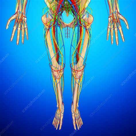 The human body is the structure of a human being. Lower body anatomy, artwork - Stock Image - F005/9114 ...