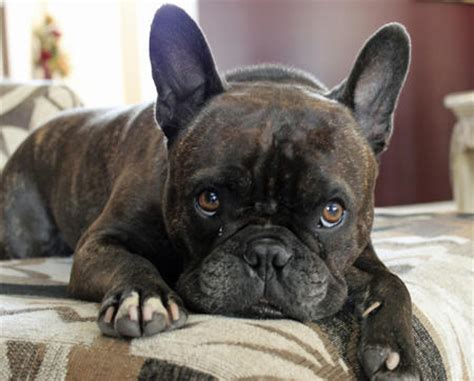French bulldog · lawrenceville, ga. Opinions on Pugs | Random Opinions about Fandoms, T.V ...