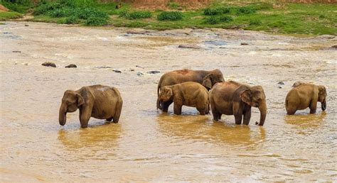 France in sri lanka and the maldives. Din Milano spre Sri Lanka cu 400 de euro dus-întors - Lipa ...