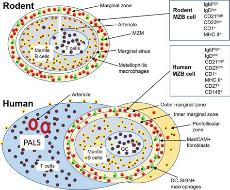 Putative Role Of Marginal Zone B Cells In Pathophysiological Processes
