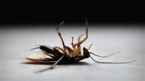 Good News Cockroaches Are Becoming Almost Impossible To Kill Science