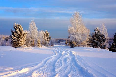 Winter Forest Path