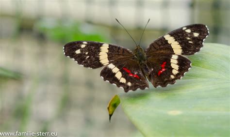 Botanischer garten münchen nymphenburg tropische schmetterlinge sonderausstellung. Schmetterlingsausstellung im Botanischen Garten München ...