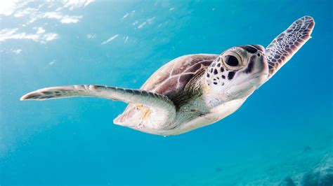 Why Are Sea Turtles Endangered About Sos Nicaragua And Dos Maderas Luxus