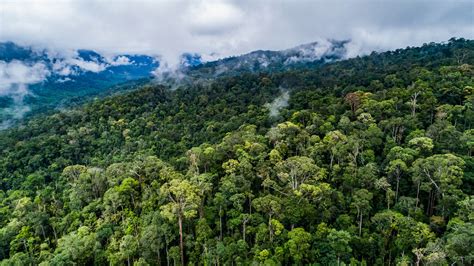 Peta Kenampakan Hutan Di Kalimantan Tahun 2030 Doylc Asia Gambaran