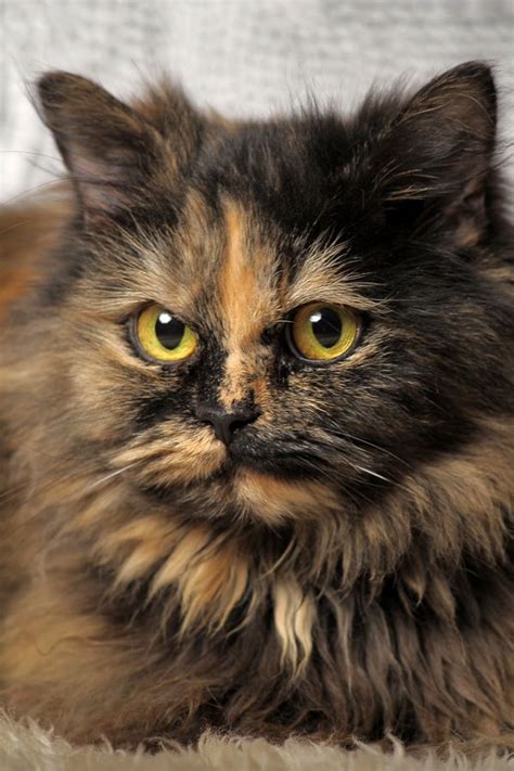 Fun Facts And Trivia About Tortoiseshell Cats Cats Tortoise Shell
