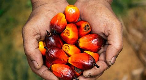 Is Palm Oil Vegan Lets Find Out Veg Knowledge