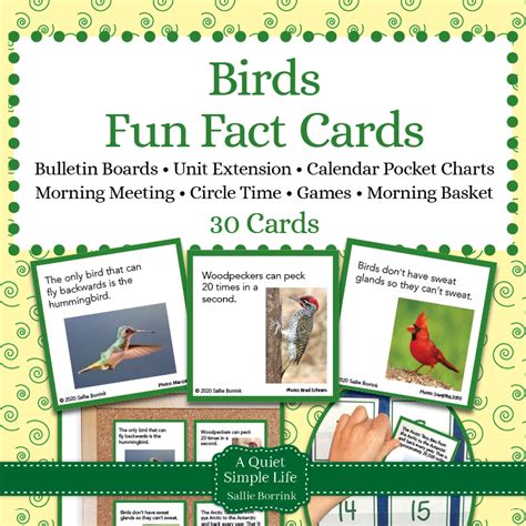 Birds Fun Facts Cards A Quiet Simple Life With Sallie Borrink