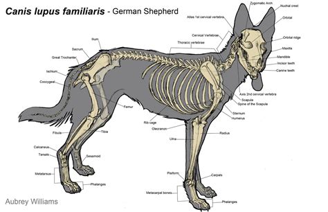Dog Skeleton Sketch At Explore Collection Of Dog