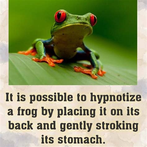 Frog Facts In 2020 Frog Facts Animal Facts Frog
