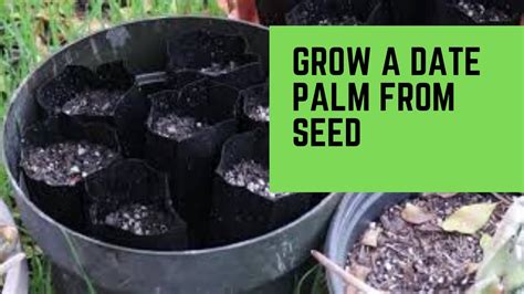 Grow Date Palms From Seed Youtube