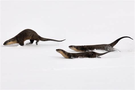 Three River Otters Sliding Across A Snow Covered Field Otters