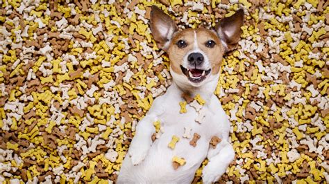 Treat Your Dog Right Choosing Healthy Treats For Your Pet Vet In