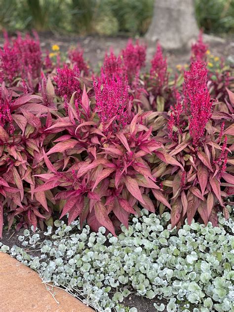 Dragons Breath Celosia Midwest Groundcovers Llc