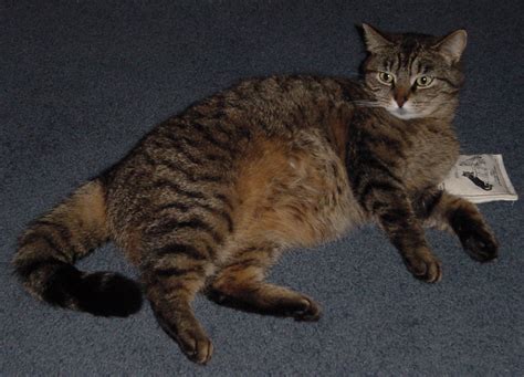 cat finders blog archive lost tabby cat newmarket nh isis