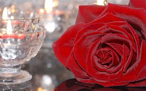 Online Crop Shallow Focus Photography Of Red Rose Hd Wallpaper