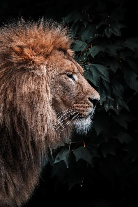 Lion Head Pictures | Download Free Images on Unsplash