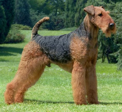 Airedale Terrier Page 1