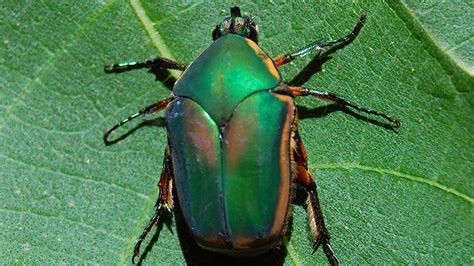 Pest Control How To Get Rid Of June Bugs In North Carolina Rock Hill