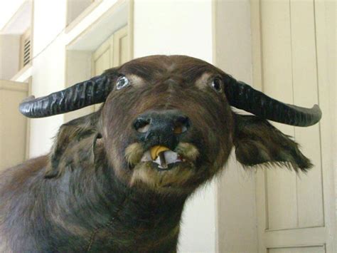 23 Prime Examples Of Taxidermy Fails So Severe They Could Hurt Your