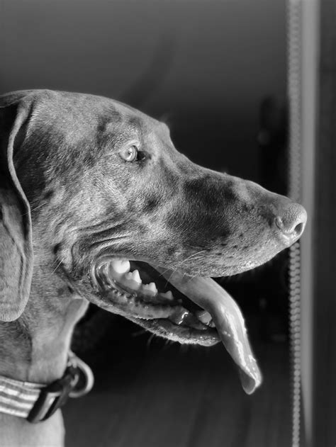 Grayscale Photo Of Short Coated Dog Photo Free Dog Image On Unsplash