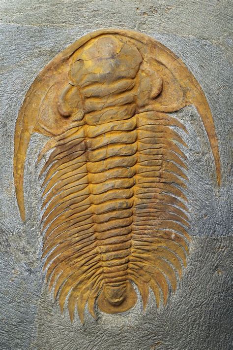 Acadoparadoxides Briareus Cambrian Trilobite Fossil Stock Image