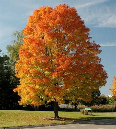 Check spelling or type a new query. Introducing Michigan's fall color lineup - MSU Extension