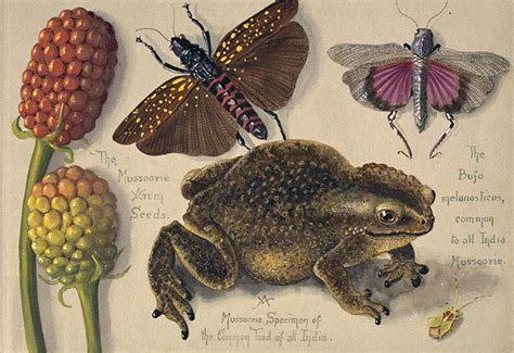 Capturing Colour The Art Of Scientific Illustration Natural History