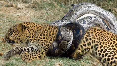 Leopard Attack And Eat Python Alive Youtube
