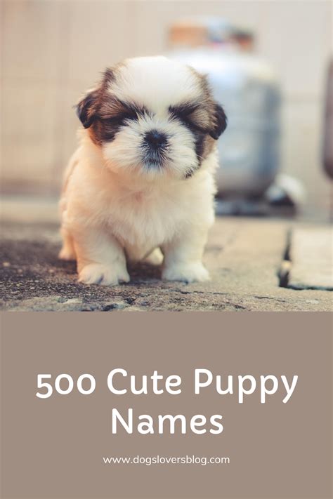 500 Cute Puppy Names Adorable Ideas For Naming Your Puppy Puppy