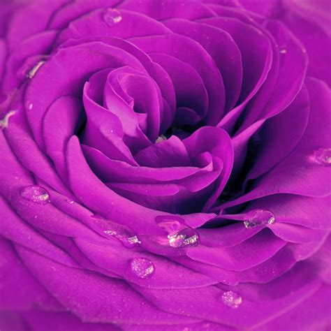 Violet Rose — Stock Photo © Serazetdinov 5033521