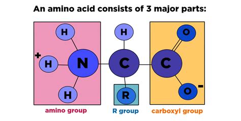 Amino Acids Overview Structure Expii