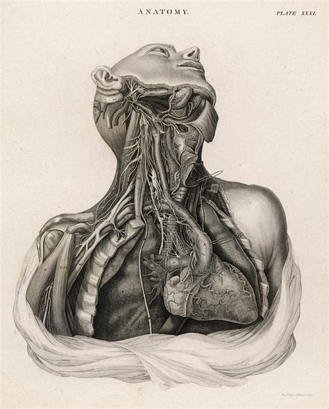 A Dissection Of The Upper Torso Drawing By Mary Evans Picture Library